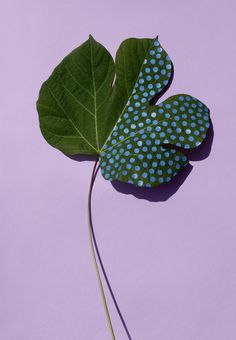 a green leaf with blue polka dots on it sitting next to a purple background,