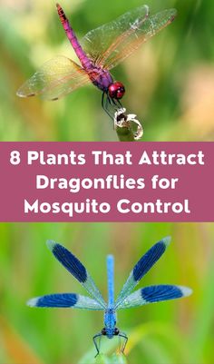 three different types of dragonflies with text that reads 8 plants that attract mosquito control