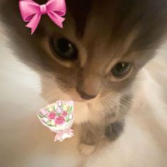 a kitten with a pink bow on its head