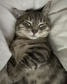 a gray and white cat sleeping on top of a bed with its eyes wide open