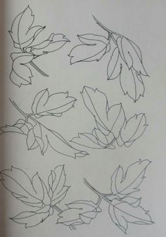 the outlines of leaves are drawn on paper