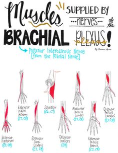 an image of muscles brachial diagram with instructions on how to draw it and what they are labeled