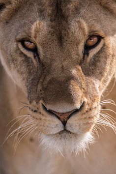 a close up of a lion looking at the camera