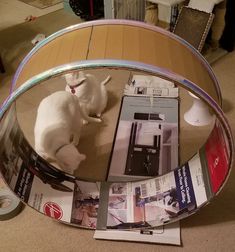 two white cats sitting on the floor in front of a round glass table with magazines