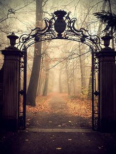 an iron gate in the middle of a forest