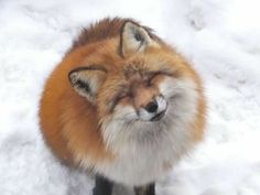 a red fox standing in the snow with its eyes closed