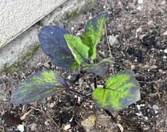 a plant with green leaves growing out of the ground