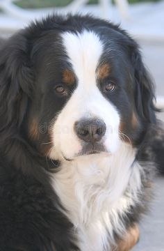 a black and white dog is sitting on the ground with his head turned to the side