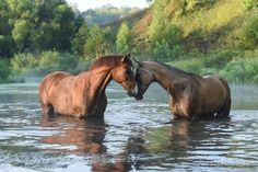 two horses are standing in the water together