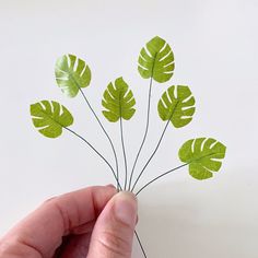 a hand holding some green leaves on a white surface