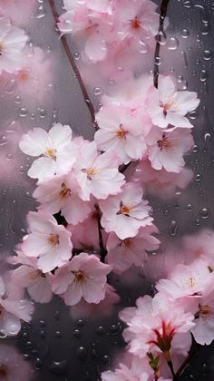 some pink flowers on a rainy day