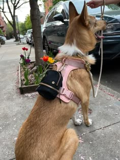 a brown and white dog sitting on top of a sidewalk next to a flower bed