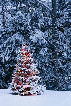 a christmas tree in the middle of a snowy field with snow covered trees behind it