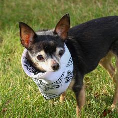 a small dog with a bandana around its neck standing in the grass looking at the camera