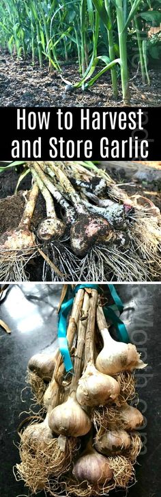 two pictures with the words how to harvest and store garlic on them in different stages