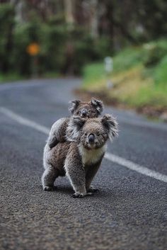 a small koala is walking down the road with it's head on its back