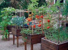 several wooden planters filled with different types of vegetables and plants growing in the ground