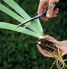 someone cutting through the roots of a plant with scissors on their fingertipss