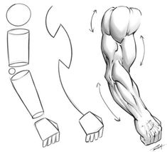 the muscles are shown in this drawing, and it shows how to draw them with pencils