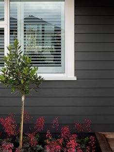 a small tree sitting in front of a window next to some plants and flowers on the ground