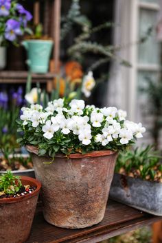 some white flowers are sitting in pots on a wooden table with other potted plants