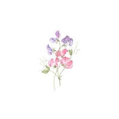 some pink and purple flowers on a white background