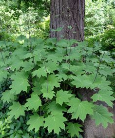 a large green leafy plant growing next to a tree in the middle of a forest