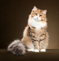 an orange and white cat sitting on top of a brown floor next to a black wall