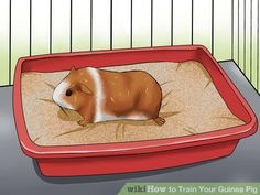 a brown and white guinea pig sitting in a pink litter box on top of sand