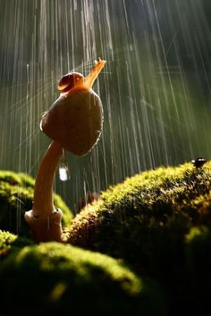 a close up of a mushroom in the rain