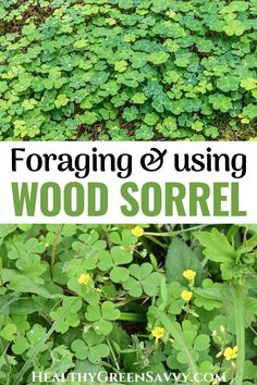 four different types of plants with text overlay reading foraging and using wood sorrel