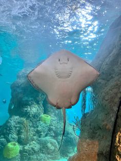 a manta ray swims through the water near rocks and corals in an aquarium