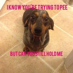 a brown and black dog sitting on top of a tiled floor