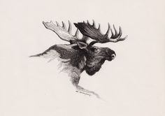 a drawing of a moose with large antlers on it's head