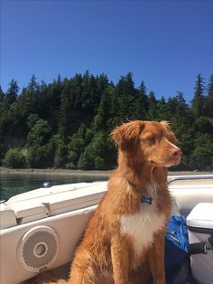 a brown and white dog sitting in the back of a boat on water next to trees