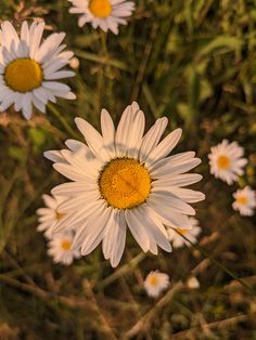 some white and yellow flowers in the grass