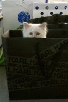 a white cat sitting inside of a black bag