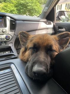 a brown dog laying its head on the dashboard of a car with it's eyes closed