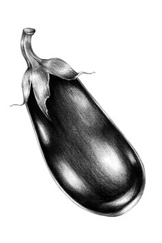 a pencil drawing of a squash or eggplant with leaves on it's side