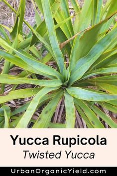 the yucca rupicola is an unusual plant that grows on land and has long, thin leaves