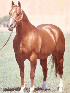 a brown horse standing on top of a grass covered field next to a sign that reads, saying you're horse is bred back to dog bar is like dragging we have adam and eve in us