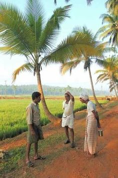 three people standing on a dirt road near palm trees and rice fields in the background