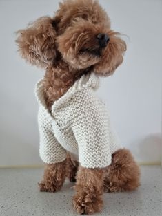 a small brown dog wearing a white sweater