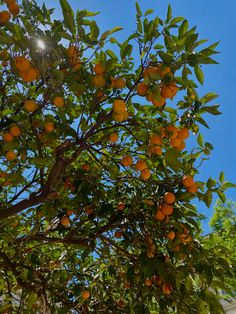 an orange tree with lots of fruit growing on it