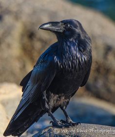 a black bird sitting on top of a rock