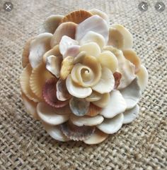 a seashell flower is sitting on the ground