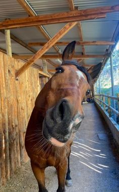 a brown horse standing next to a wooden fence