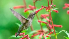 a hummingbird feeding from a red flower