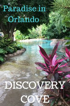 the cover of paradise in orlando's discovery cove is shown with pink flowers