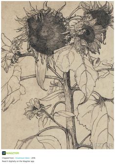 a drawing of sunflowers on a branch with leaves